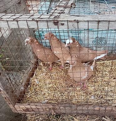 katibə quşu: Gördunuz qusdar satlir cutu 60m di cutler quyruqda ağ ləkələr; — 2
