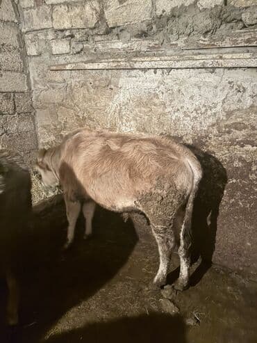 Gəmiricilər: Cins: dana erkək Rəng: açıq sarı-krem Yaş qrupu: gənc Yemlənmə: quru — 2