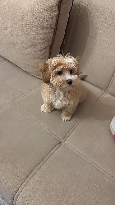 boyumuyen it: ŞOK QİYMƏT 🆘 Maltipoo F1 balası orginal harda istəsəz yoxlada bilərsiz — 4