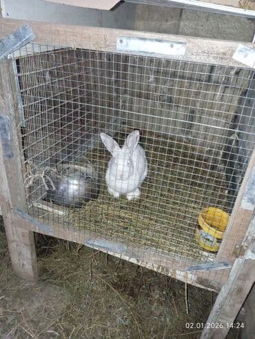 Qoyunlar, qoçlar: 10 eded böyük dovşanlar 8 ana 2 erkək analar hamisi boğazdi — 4