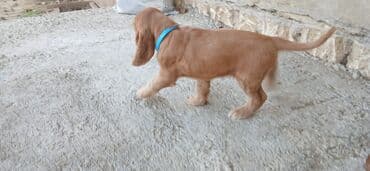 Akvarium aksessuar və ləvazimatları: Koker spaniyel — 2