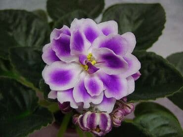 bənövşəyi gül şəkilləri: 5,6 m starter — 20