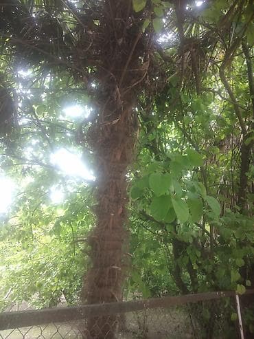 Satılır: dekorativ palma ağacı (Trachycarpus tipli) Xüsusiyyətlər: -