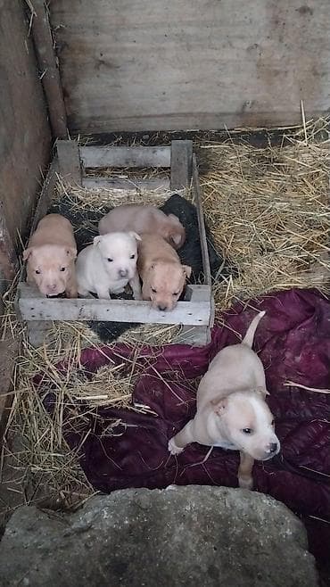 pişik oyuncağı: Pitbul — 2