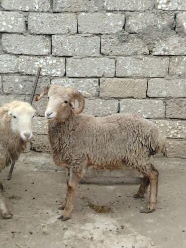 Akvariumlar: Razilasmaq olar — 2