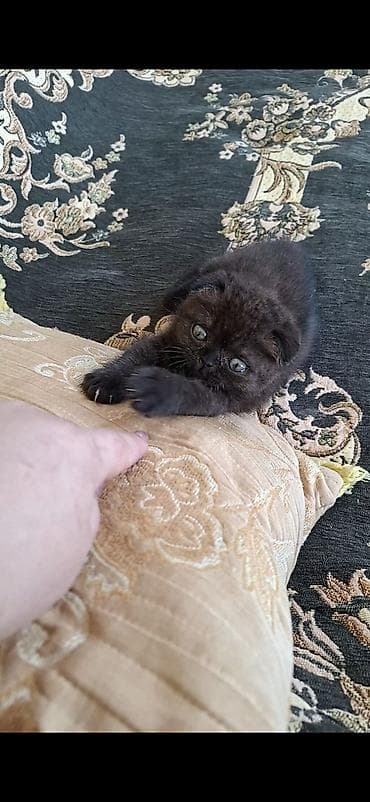 pişik tap az: Dişi — 1