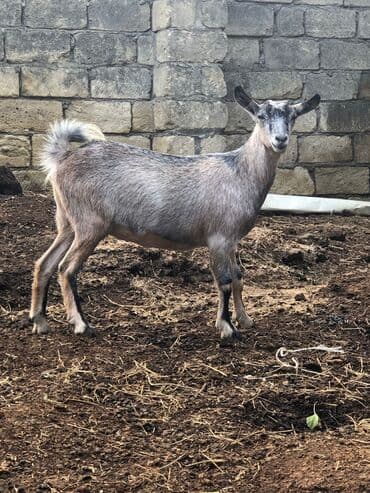Keciler sağlamdrlar.Damazliğa yarayr.2side bogazdi.1 yaṣları lalafo.az -da Keciler sağlamdrlar.Damazliğa yarayr.2side bogazdi.1 yaṣları