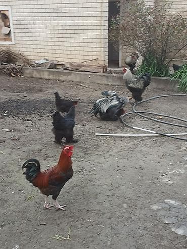 xoruz: Məhsul: Təmizcins toyuq və xoruzlar (iri yumurtalı-ətlik istiqamət) — 2