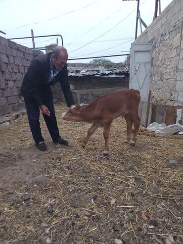 yerli cins inekler: Qırmızı-boz rəngli buzaq - Növ: iri buynuzlu mal-qara (buzaq) - Rəng — 3