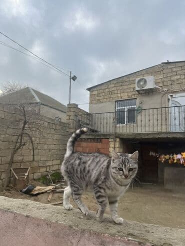 Akvariumlar: Tabbi, Dişi, Yaxşı əllərə — 2