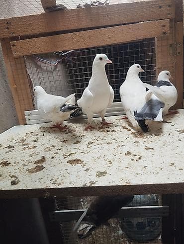 qara baş quşlar: Məhsul: Ev göyərçinləri – müxtəlif rəng və naxışlarda dekorativ/uçuş — 2