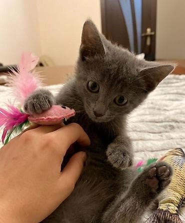 pisik: Erkək, Yaxşı əllərə — 3