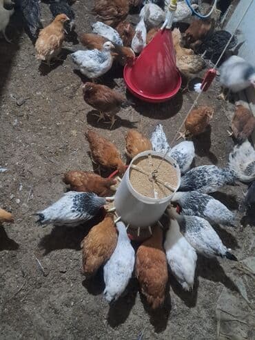 Atlar: Toyuq cücələri, Ətlik — 2