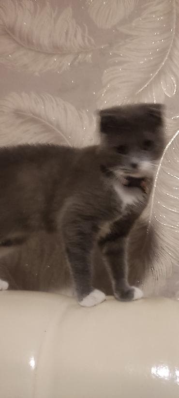 K/t heyvanları və malları: Şotland yastı qulaq — 5