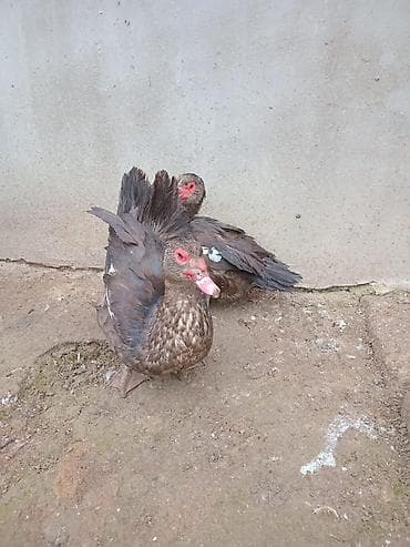 Pişiklər: Krasnodar ördək balaları satılır.Erkəkdilər.İki dənədir.6 — 4