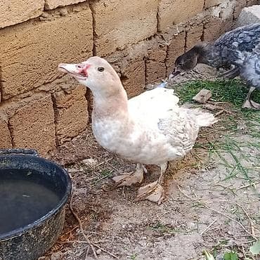 Gəmiricilər: 3 ədəd Lal ördək satılır oktyabrın sonları çıxıblar tükləri gəlir — 2