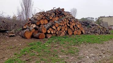 islenmis xalcalarin satışı: Pecboyu Dogranmis Odun Satilir — 2