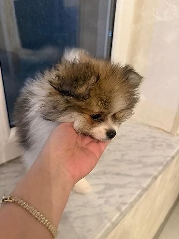 albay itleri: Şpitz — 3