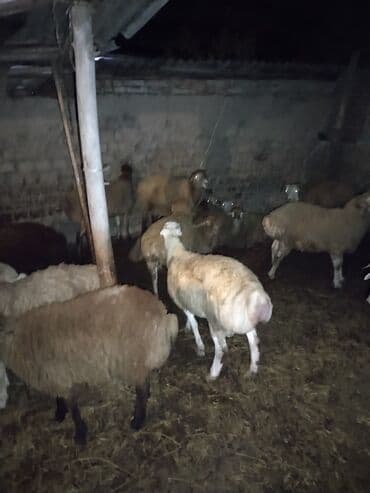 Коровы, быки: Təmiz ətləri 20-30 kq arası erkəy quzulardı — 4