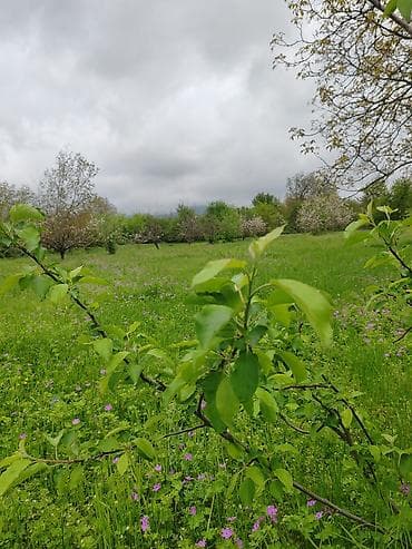 qebele ev satisi: 66 sot, Biznes üçün, Mülkiyyətçi, Kupça (Çıxarış) — 10