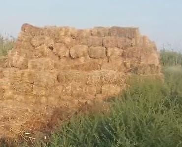 suda yaşayan heyvanlar: Ot presi satılır. Təzə biçilmiş, quru və keyfiyyətli otdur. Yağış — 2