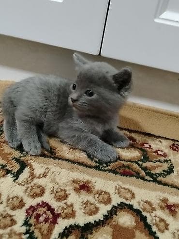 Boz rəngli balaca pişik balaları - Qısa təsvir: Yumşaq tükə malik