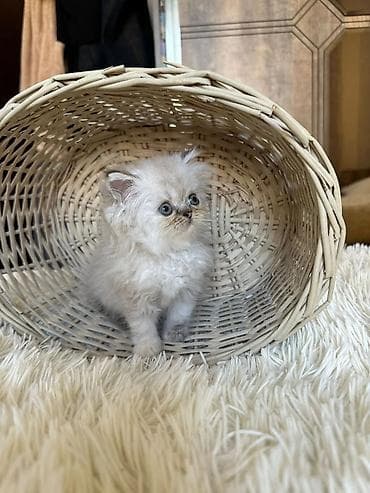 Akvariumlar: Fars — 3