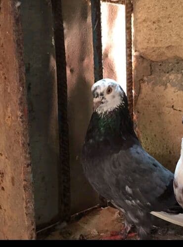 ağ pişik balası: 8,9 sat uçür Bu göyərçin ağ baş, yaşıl boyun və tünd boz bədənə — 1