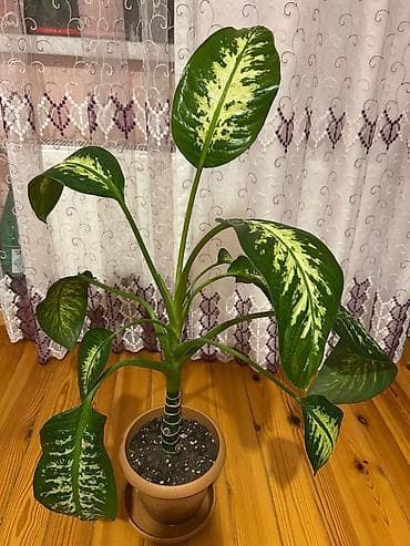 ev bitkisi: İki dekorativ otaq bitkisi 1) Begoniya (nöqtəli/argentə yarpaqlı — 5