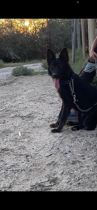 bu it: 10 ay, Dişi — 2