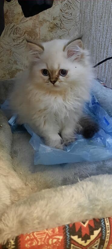 Digər avtomobillər: Şinşilla, Erkək, Yaxşı əllərə, Ünvandan götürmə — 2