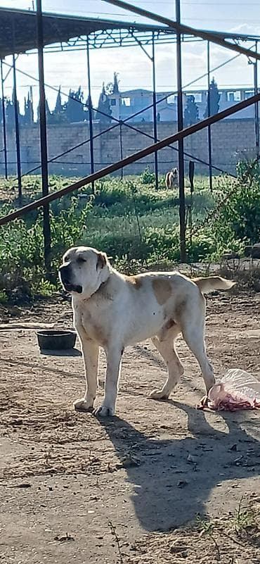 qizil qus: Alabay, 4 il, Erkek, Peyvəndli — 4