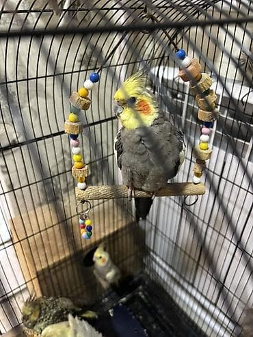 Heyvanlar: Nimfa (Cockatiel) tutuquşu - Növ: Nimfa (Nymphicus hollandicus) – — 4