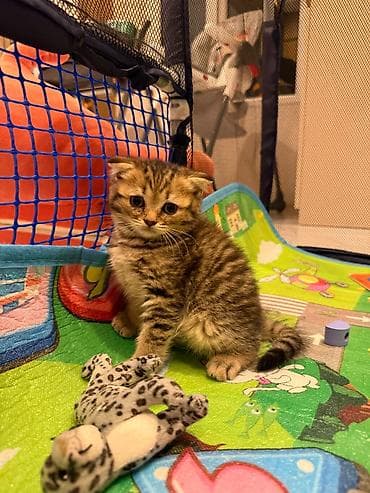 Кошки: Шотладская вислоухая — 8