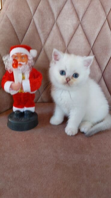 pişik satişi: Продаются серебристые и колор пойнт шиншиллы мальчик и девочка. К — 9