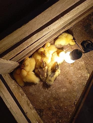 Lal ördek balaları qarışığ cinsdi sağlam heyvanlardi ünvan Binə lalafo.az -da Lal ördek balaları qarışığ cinsdi sağlam heyvanlardi ünvan Binə