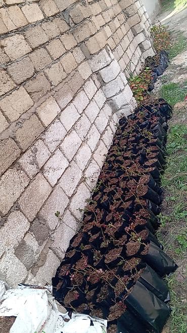 şitil: Məhsul: Gül kollarının tingləri (qara polietilen torbalarda) Təsvir — 1