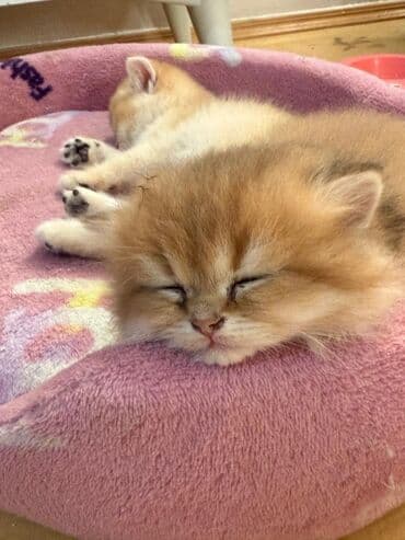 bala pişik ucuz: Erkək — 2