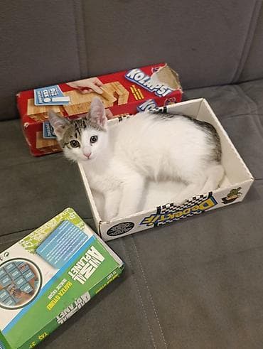 ev pişiklər: Yaxşı əllərə — 8