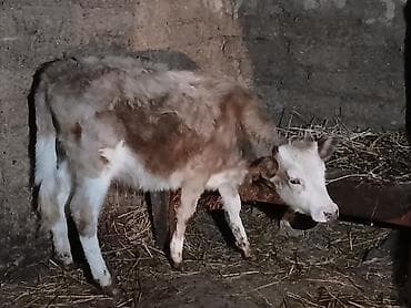 Cidi şexsler zengin vursun razlaşaq üvan celilabdı