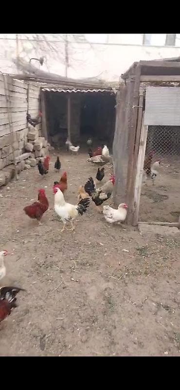 yemler: Təbii şəraitdə bəslənən qarışıq cins yumurta toyuqları və xoruzlar - — 4