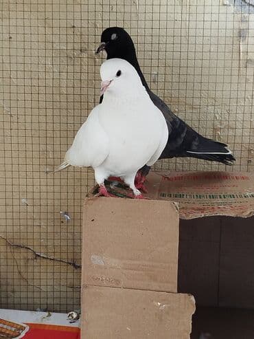 Cüt göyərçin - Növ: Ev göyərçini (iki rəngdə cüt) - Rənglər: biri tam