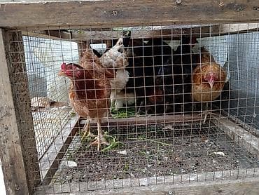 toyuq qəfəsi: Toyuq, Yumurtalıq — 5