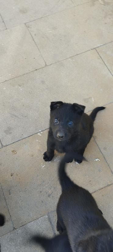 bala it sekilleri: Qara rəngli balaca it balaları - Cins: qarışıq tip (qara, qısa/orta — 2