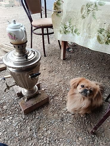 itler pikines type 1: Pekines — 4