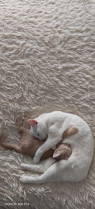 pişik adlari: Şirin pişik balaları – ev şəraitində böyüyən - Sevimli pişik balaları — 1