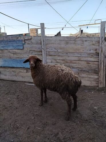 Inəklər, öküzlər: Quzular satilir — 6