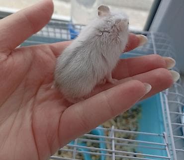 cunqarik satisi: 1 aylıq ağ və boz rəngli cunqariklər satılır. Tam evdə bəslənilmiş — 5