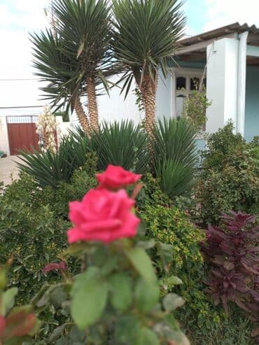 masazirda heyet evleri 2023: Həyət evləri və villaların satışı — 20