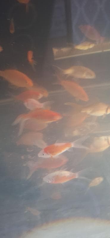 Digər heyvanlar: Qızıl balıq, Sülhsevər, Pulsuz çatdırılma — 4